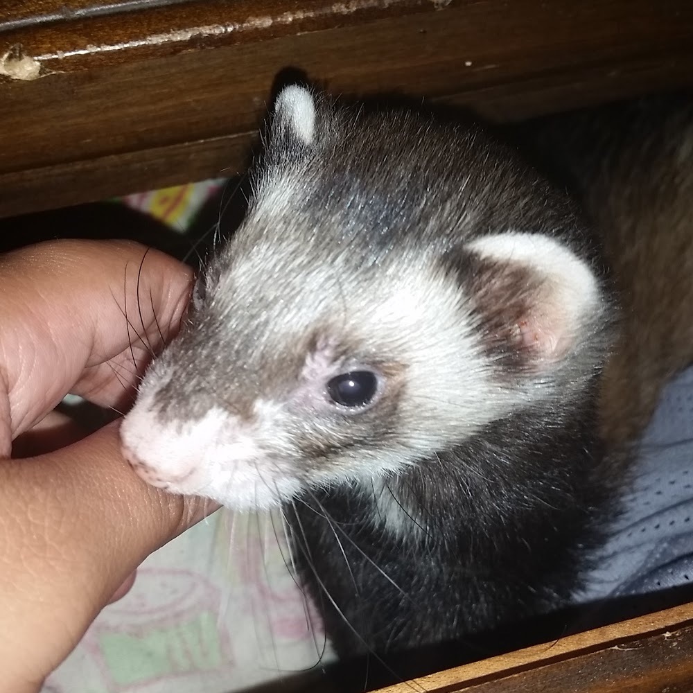 Meet your Posher, Jade